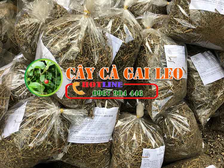 Uống cà gai leo buổi tối có tốt không? 1