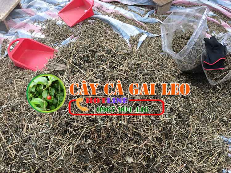 Uống cà gai leo buổi tối có tốt không? 2