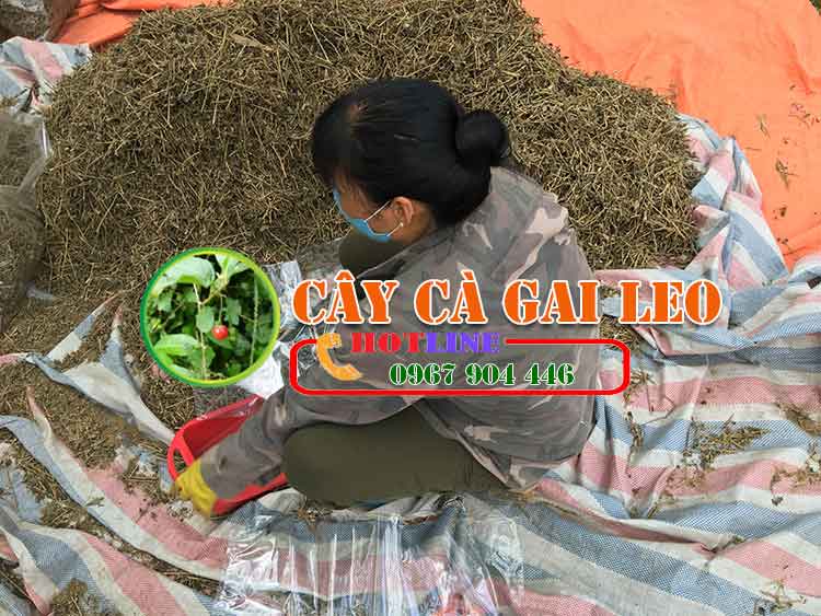 Uống cà gai leo buổi tối có tốt không? 3