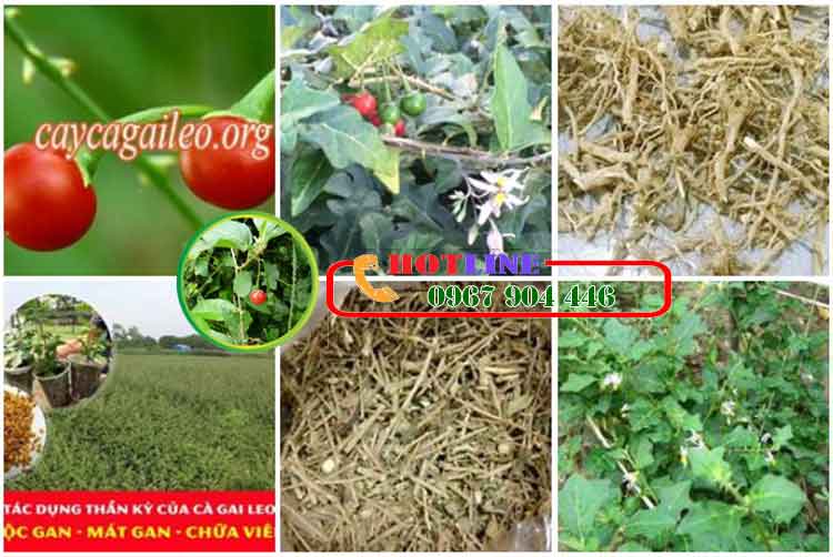 Uống cà gai leo có hại thận không?