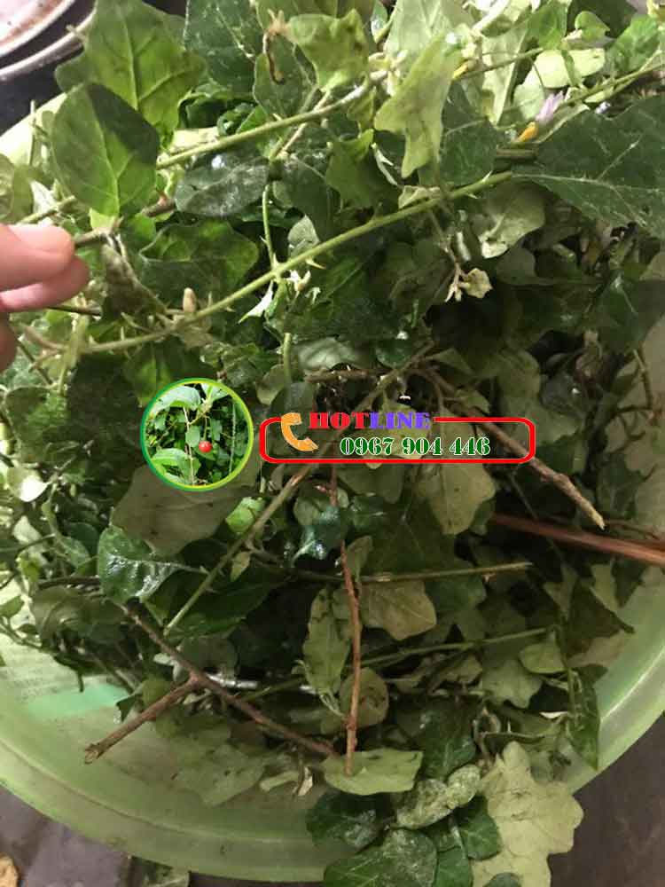 Uống cà gai leo có bị ngứa cổ họng không? 1