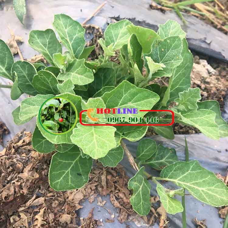 Uống cà gai leo có hại đau dạ dày không?