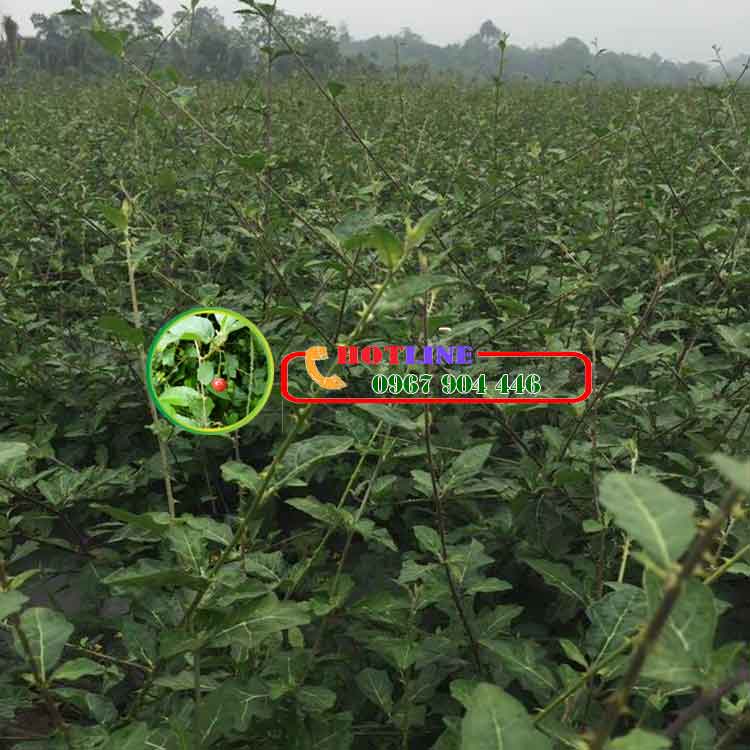 Uống cà gai leo có hại đau dạ dày không? 2