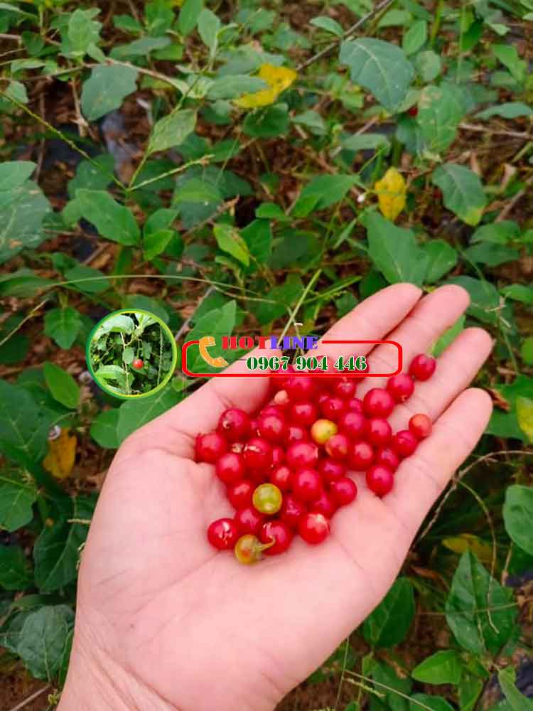 Uống cà gai leo có bị mất ngủ không?