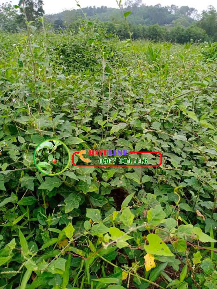 Uống cà gai leo có bị mất ngủ không? 2