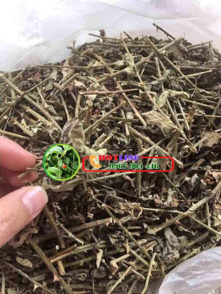 Uống cà gai leo có vô sinh yếu sinh lý nam không? 1