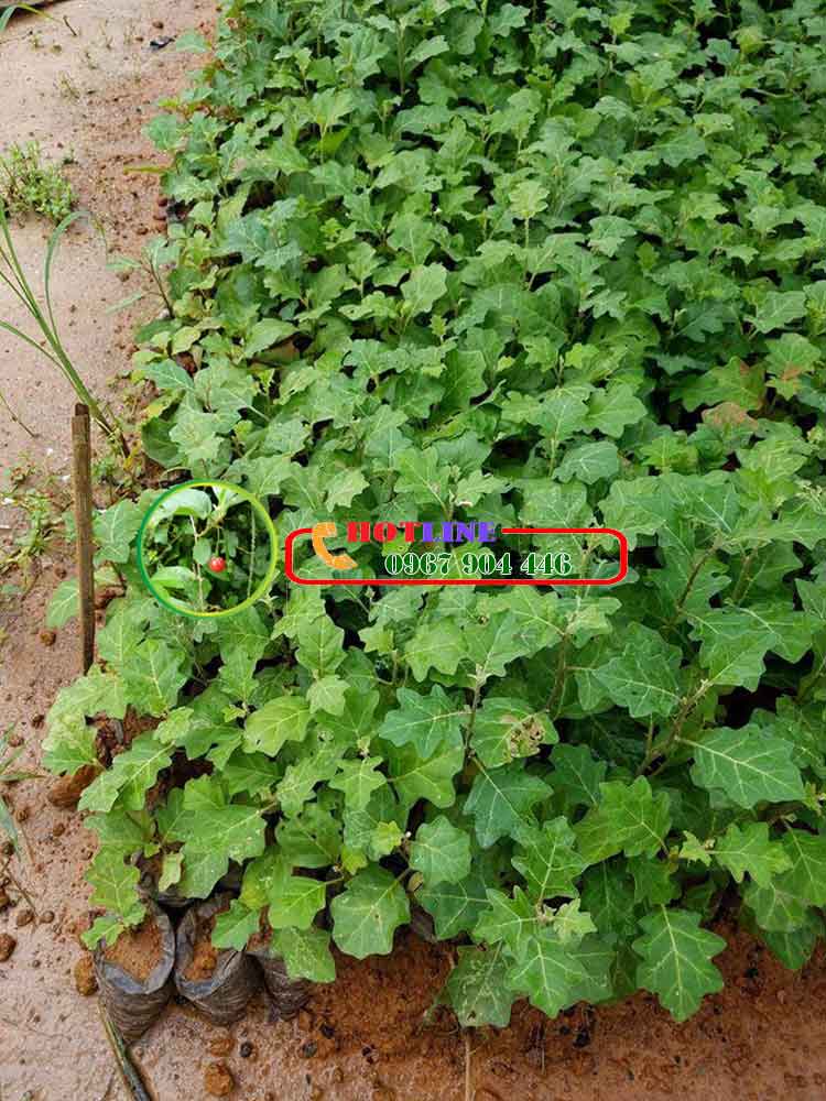 Uống cà gai leo có vô sinh yếu sinh lý nam không? 2