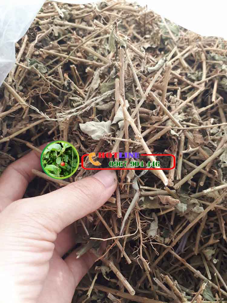 Uống cà gai leo có vô sinh yếu sinh lý nam không?