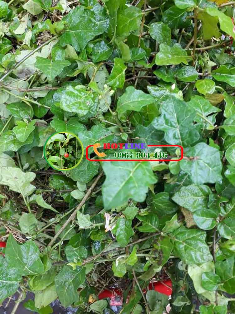 Uống cà gai leo nhiều có hại sức khỏe không? 1