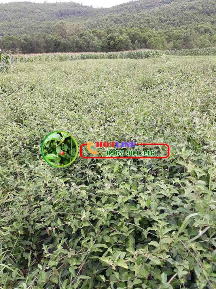 Uống cà gai leo nhiều có hại sức khỏe không? 2