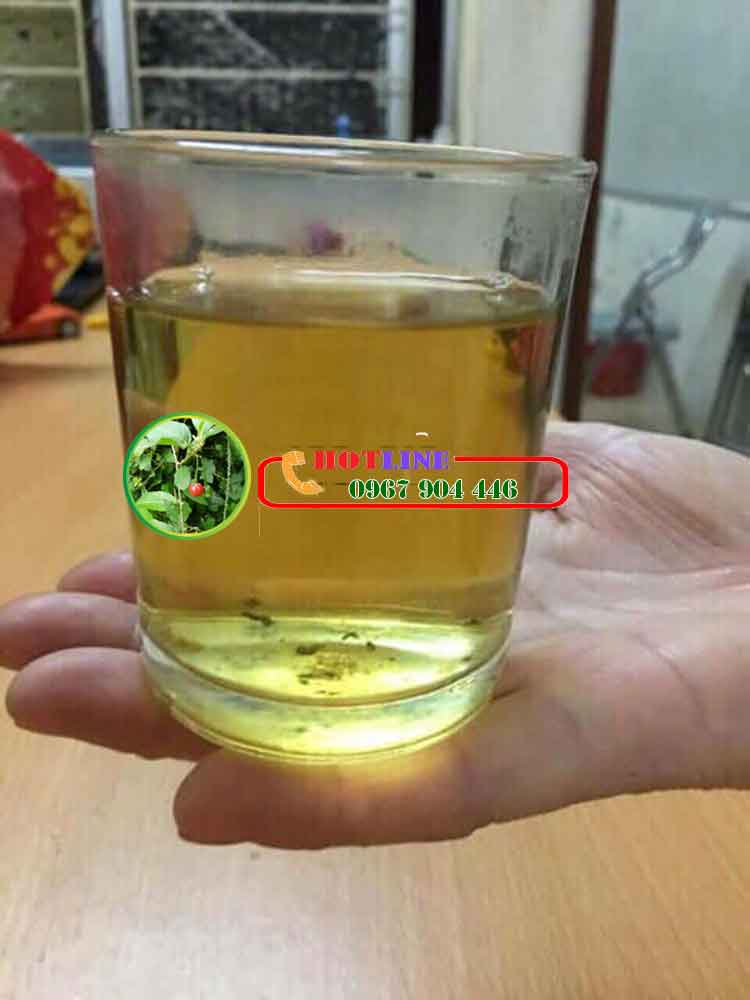 Uống cà gai leo nhiều có hại sức khỏe không?