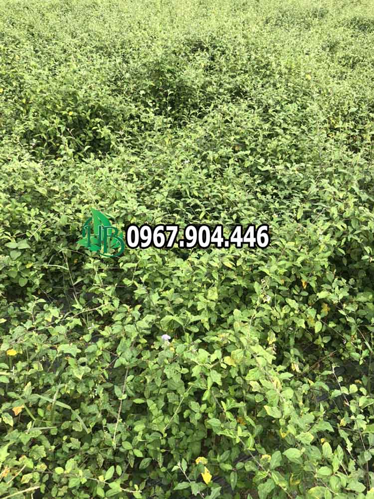 Uống cà gai leo có giải độc rượu bia không? 2