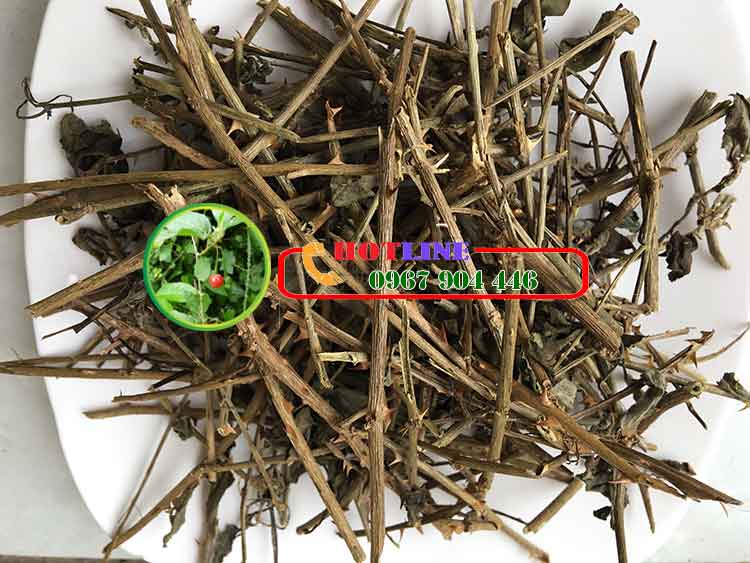 Uống cây cà gai leo có tăng cân không? 1