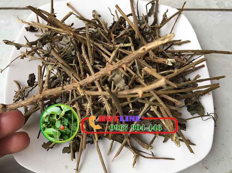 Uống cà gai leo có bị nổi mụn không?