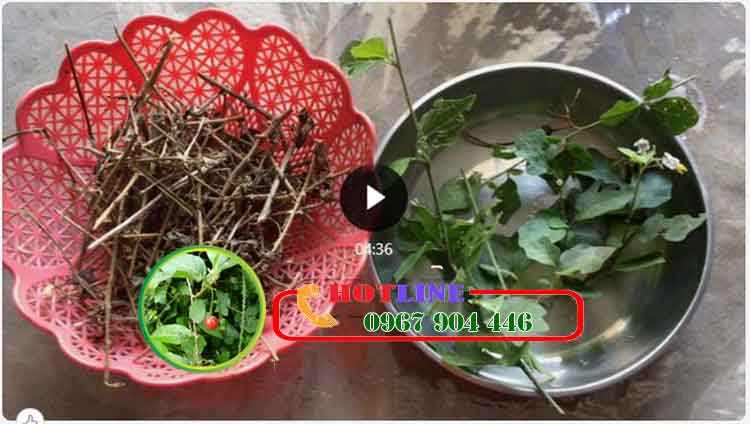 Uống cây cà gai leo có tăng cân không? 3