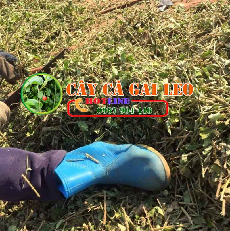 Uống nước cà  gai leo buổi sáng có tốt không? 4