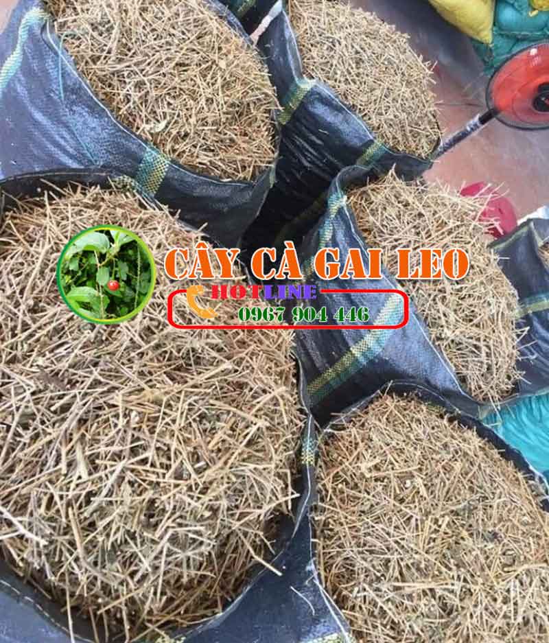 Uống nước cà gai leo buổi sáng có tốt không? 2
