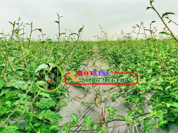 Có nên uống nước cà gai leo tươi không? 1