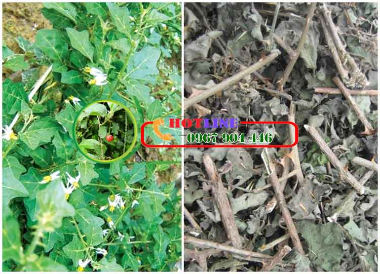 Có nên uống nước cà gai leo tươi không?