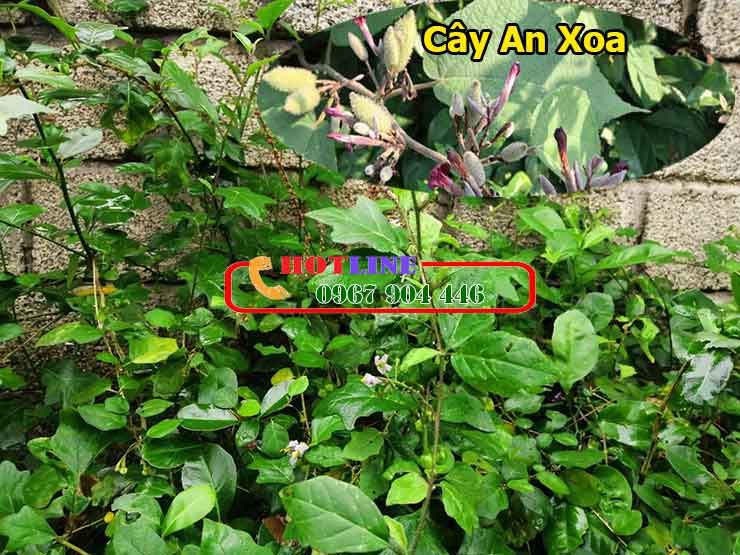 Viêm gan B dùng cà gai leo hay an xoa?