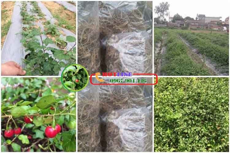 Viêm gan B thể âm tính dùng cà gai leo được không?