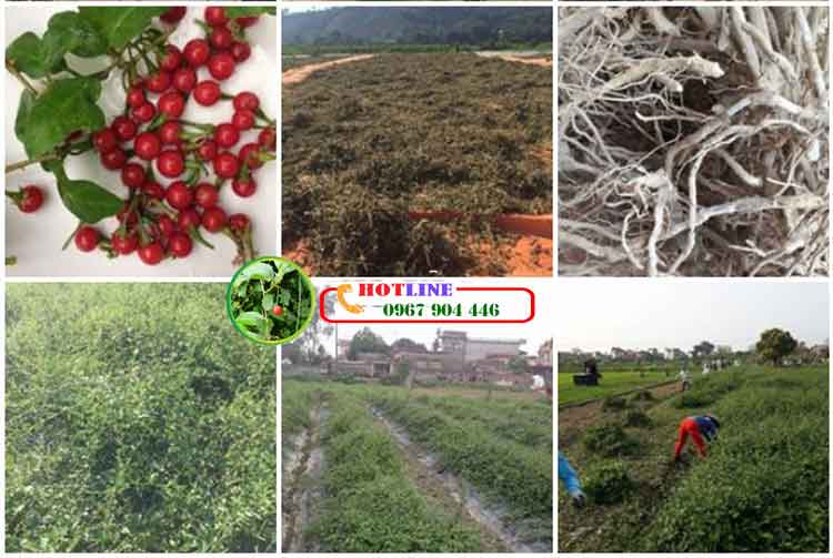 Viêm gan B thể âm tính dùng cà gai leo được không? 2