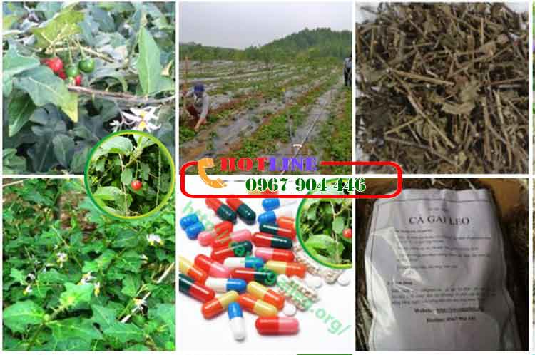 Uống cà gai leo có hại thận không? 2