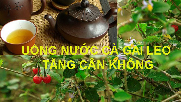 nước uống cà gai leo