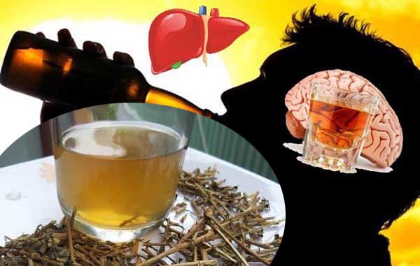 tại sao nói rễ cà gai giải rượu bia tại sao nói rễ cà gai giải rượu bia